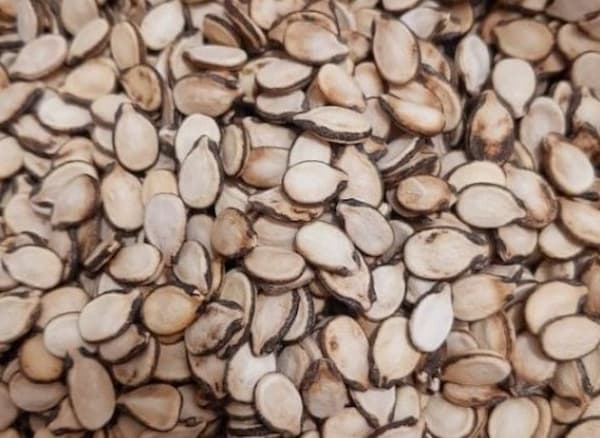 تصویر 1 از قیمت تخمه محبوبی خام + خرید باور نکردنی